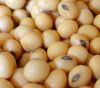 Soya Beans