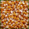  Maize | Maize Exporter | Corn Grain Seller | Maize Buyer | Bulk Maize Grain Importer | Corn bean Buyer | Corn bean Wholesaler | Corn Grain Manufacturer | Best Quality Corn Grain | Cheap Maize Supplier | Low Price Corn | Yellow Corn | White Cron | Baby Ma