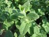 Sell Origanum Extract