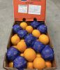 South African Fresh Valencia Orange Export to Netherlands EU