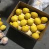 Fresh lemons citrus fruit