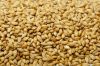 Wheat Whole Grains