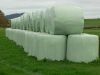 corn silage