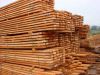 Sell Doussie Timber , Tali, Wenge, Iroko, /Logs