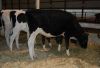 Sell Pregnant Holstein Heifers and other Dairy Cattle For Sale