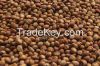 Sorghum Seeds