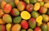 Sell  Fresh Mangos