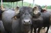 Buffalo, beef carcasse, omasum, beef pizzle, Live cattle