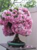 pink led bonsai plant light