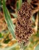 Sorghum for sale