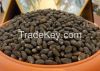 Jatropha Seeds