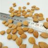 Bitter Apricot Kernels / Sweet Apricot Kernels / Organic Bitter Apricot Kernels