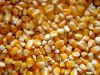  Maize | Maize Exporter | Corn Grain Seller | Maize Buyer | Bulk Maize Grain Importer | Corn bean Buyer | Corn bean Wholesaler | Corn Grain Manufacturer | Best Quality Corn Grain | Cheap Maize Supplier | Low Price Corn | Yellow Corn | White Cron | Baby Ma