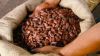 Sell High Grade Dried Raw Cocoa Beans & Powder