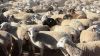 Live Sheep and Lamb for sale