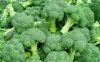 New Crop Frozen broccoli