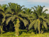 Crude and Refined Palm Oil