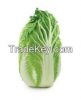 Fresh Celery Cabbage