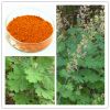 Natural Macleaya cordata Extract