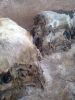 sell offer sheep, goat, cow and codile skins