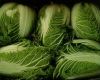 Fresh Celery Cabbage