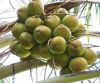 Fresh young coconuts