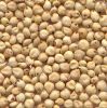 Sorghum Seeds