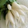 Fresh White Radish