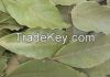 Dried Bay Leaf Production/Laurel Leaves (Bay Leaves) Wholesale