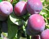 Fresh Plums