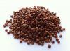 Sorghum