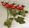 Rosehip