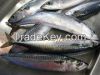 Atlantic Mackerel Fish