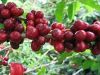 Arabica Coffee Beans, Robusta Coffee Beans, Coffee Beans