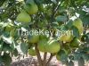 honey pomelo fruit