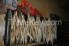 fish maw