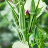 FRESH OKRA