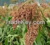 Sorghum