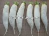 Fresh Radish