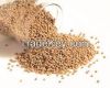 Sorghum