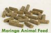 Moringa Animal Feed