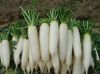 Fresh White Radish