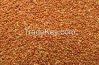 New Corp Red Broom Corn Millet, Yellow Millet, White Millet For Birds