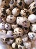 See larger image Fresh fertile quail eggs. Add to My Cart Add to My Favorites Fresh fertile quail