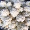 Fresh Cauliflower