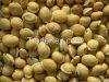 Val Bean (Peru)