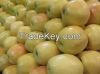 FRESH GOLDEN DELICIOUS APPLES