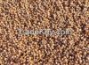 SORGHUM