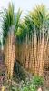 Sugarcane