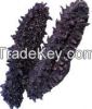 Dried Sea Cucumber